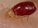 photos of Bed Bugs Extreme Cold