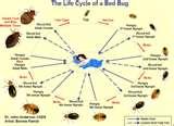 images of Bed Bugs Sticky Tape