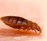 photos of Bed Bugs Russian