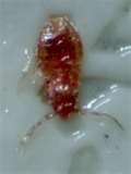 Bed Bugs Sticky Tape