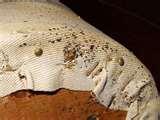 Bed Bugs Sticky Tape photos