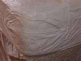 photos of Bed Bugs Sticky Tape
