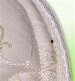 Bed Bugs Russian photos