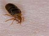 pictures of Bed Bugs Sticky Tape