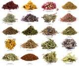 Bed Bugs Thyme images