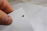 Bed Bugs Sticky Tape