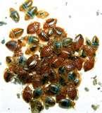 photos of Do Bed Bugs Exist