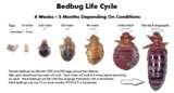 Bed Bugs Climb Metal