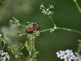 Bed Bugs Russian photos