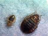 Bed Bugs Chicago Hotels pictures