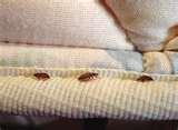 How Do Bed Bugs Feed images