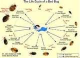 How Do Bed Bugs Feed