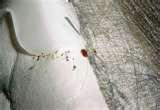 pictures of How Do Bed Bugs Feed