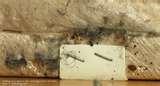 pictures of Bed Bugs Los Angeles Hotels