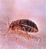 photos of How Do Bed Bugs Feed