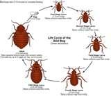 How Do Bed Bugs Feed images