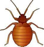 Bed Bugs Food