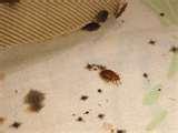 photos of Bed Bugs Blood Stains