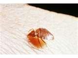 images of Bed Bugs Rid Of Them