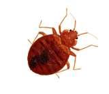 images of Bed Bugs Toronto Map
