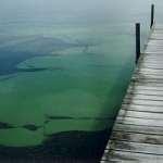 Bed Bugs Npr 2010 images