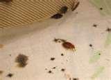 pictures of Bed Bugs Blood Stains