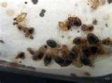 Bed Bugs Blood Stains images