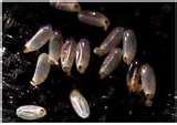 Bed Bugs Food photos
