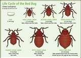 pictures of Bed Bugs Food