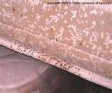 pictures of Bed Bugs Blood Stains