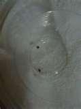 photos of Bed Bugs Food