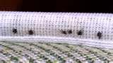 photos of Bed Bugs Blood Stains