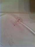 Bed Bugs Food pictures
