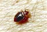 Bed Bugs Rid Of Them