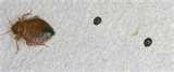 images of Bed Bugs Blood Stains