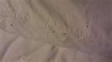 Bed Bugs Blood Stains