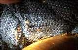Bed Bugs Upholstered Furniture photos