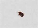 Bed Bugs Assistance photos