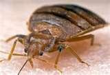 pictures of Bed Bugs Aol Article
