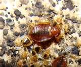 Bed Bugs Upholstered Furniture