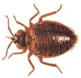 Bed Bugs Upholstered Furniture images