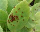 images of Bed Bugs Aol Article