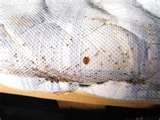 Bed Bugs Assistance images