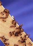 Bed Bugs Assistance photos
