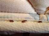 Bed Bugs Assistance images