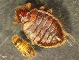 pictures of Bed Bugs Hbv