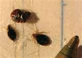 Bed Bugs Assistance pictures