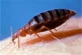 Bed Bugs Itch Relief