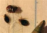 Bed Bugs Assistance images