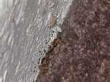 Bed Bugs Assistance images